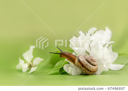 Little snail and white apple flowers on bright Little snail and white apple flowers on bright 67496897