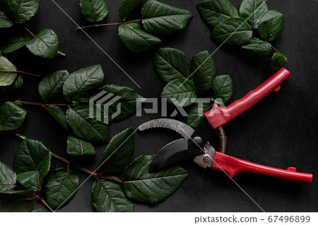 Garden pruner among cut rose leaves on a black Garden pruner among cut rose leaves on a black 67496899