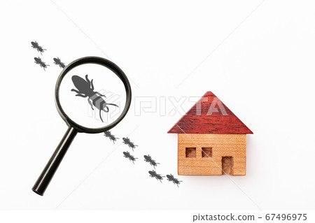 Termites Termites 67496975