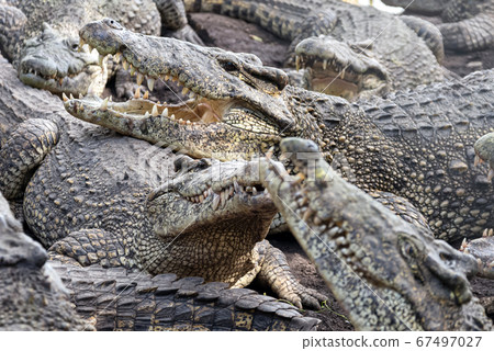 Close up of crocodiles flock resting on the bank 67497027
