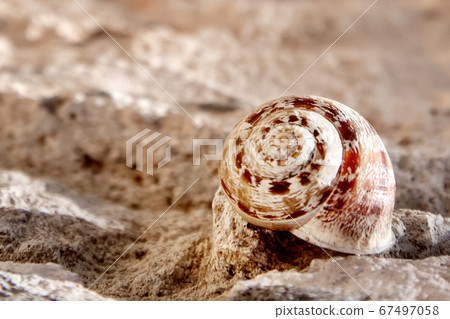 Spiral snail's shell on the stone Spiral snail's shell on the stone 67497058