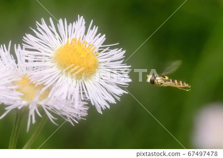 Hosohirataab hovering around Halzion Hosohirataab hovering around Halzion 67497478
