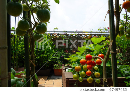Cherry tomatoes on a stylish balcony 67497483