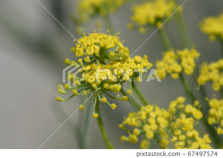 Common fennel 67497574