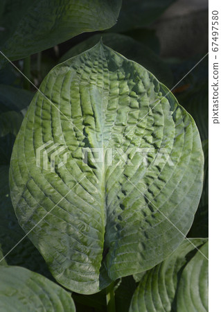 Plantain lily Elegans 67497580