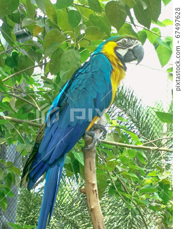 bird in  a zoo, animal , beak. 67497628