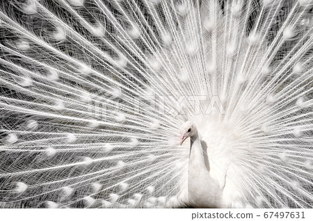 White peacock with open tail. Fauna background. White peacock with open tail. Fauna background. 67497631