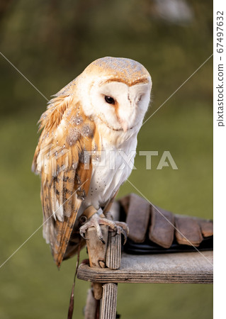 Barn Owl sitting on the wooden table Barn Owl sitting on the wooden table 67497632