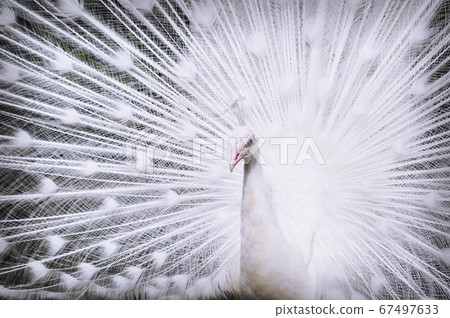 White peacock with open tail. Fauna background. White peacock with open tail. Fauna background. 67497633