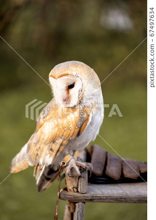 Barn Owl sitting on the wooden table Barn Owl sitting on the wooden table 67497634