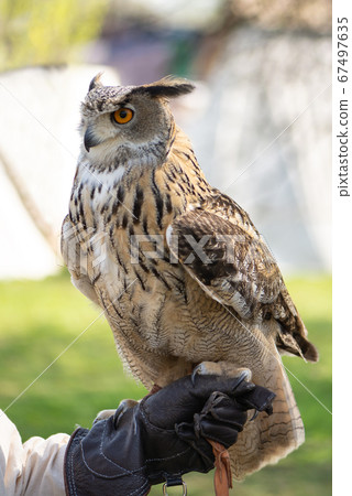 Eagle owl sitting on the hand of master Eagle owl sitting on the hand of master 67497635