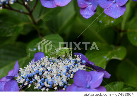 Rainy season Hydrangea Myorakuji 67498004