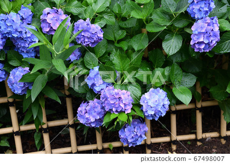 Rainy season Hydrangea Myorakuji Rainy season Hydrangea Myorakuji 67498007