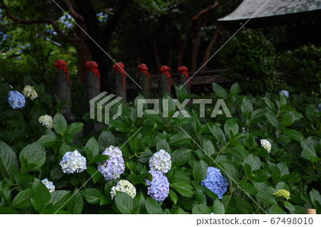 Rainy season Hydrangea Myorakuji 67498010