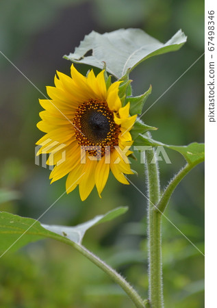 Sunflower flower Sunflower flower 67498346