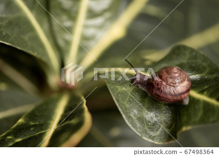 Small snail sitting on the top of green leaf on blurred green natural background.  67498364