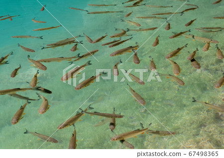 School of small fish swimming in the blue water School of small fish swimming in the blue water 67498365