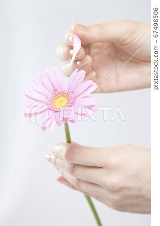 女人算命花 67498506