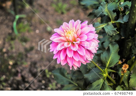 粉紅色的花朵 粉紅色的花朵 67498749