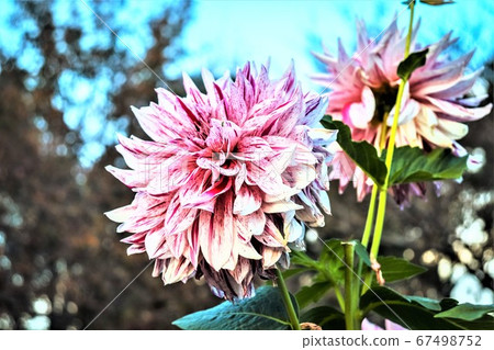 Pink flowers Pink flowers 67498752