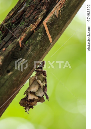 Red-tailed moth Red-tailed moth 67498802