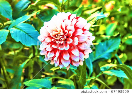 Pink flowers Pink flowers 67498909