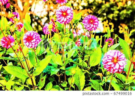 Pink flowers Pink flowers 67499016