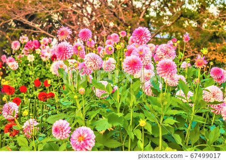 Pink flowers Pink flowers 67499017