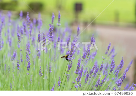 [Lavender and bear bee in Sagamihara Kita Park] 67499020