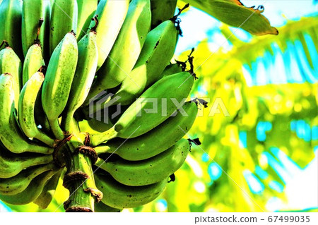 banana banana 67499035