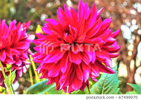 Red flower Red flower 67499070