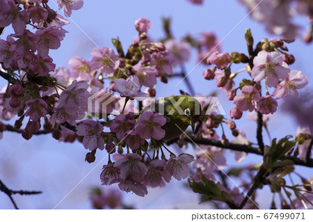 Kawazu Sakura and Mejiro 67499071