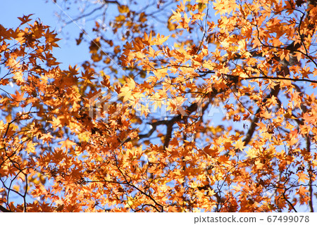 Autumn leaves 67499078