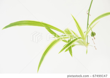 Orizuru蘭花Orizuru蘭花種子 Orizuru蘭花Orizuru蘭花種子 67499147