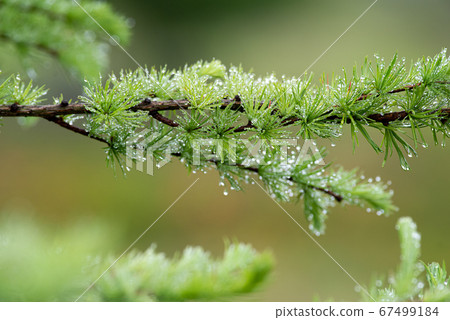 Get wet in morning dew 67499184