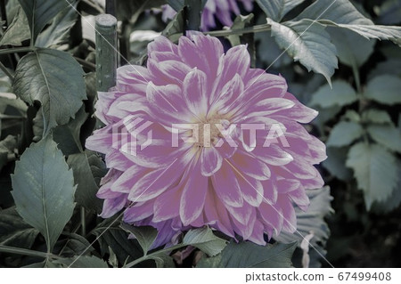 Pink flowers Pink flowers 67499408