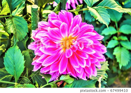 粉紅色的花朵 粉紅色的花朵 67499410