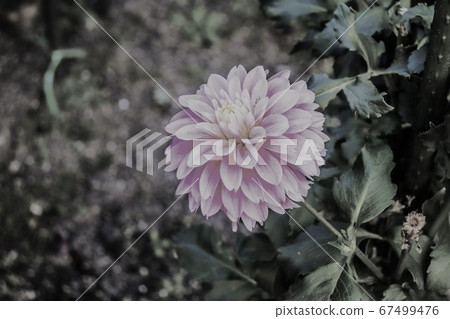 粉紅色的花朵 粉紅色的花朵 67499476