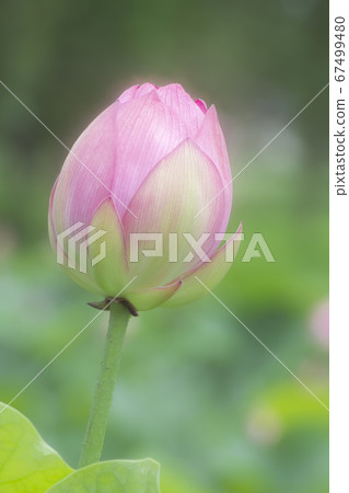 Ancient lotus pink flower 67499480