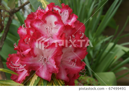 Rhododendron 67499491