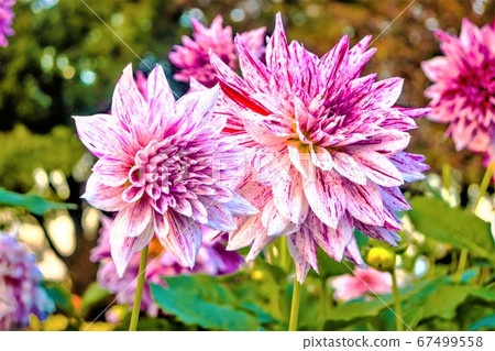Purple flower Purple flower 67499558