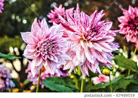 Purple flower 67499559