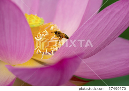 Flower of Gokuraku Pure Land, Gyoda Ancient Lotus Village, Visit of Bees 67499670
