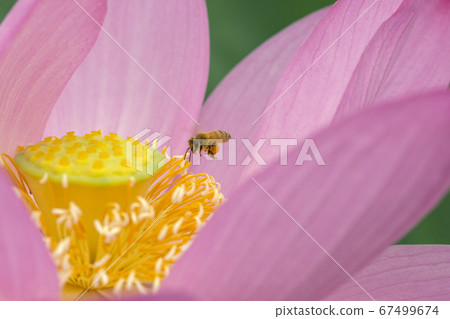 Visit of the ancient lotus bees 67499674