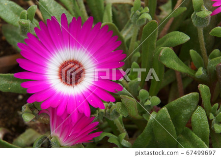 活石雛菊 67499697