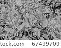 花 67499709