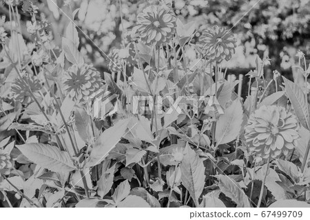 Flowers Flowers 67499709