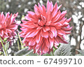 紅花	 67499710