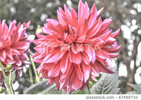 Red flower Red flower 67499710