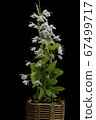 Genseyoran Dendrobium parishii var。semi-alba圖片 67499717